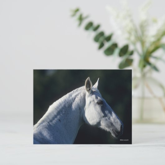 Bob Langrish | Graues Warmblut Stehender Headshot Postkarte (Stehend Vorderseite)