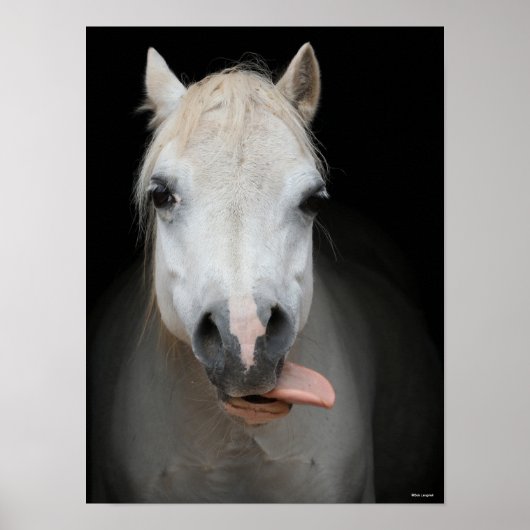 Bob Langrish | Grauwalisischer Pony mit Zunge raus Poster (Vorne)