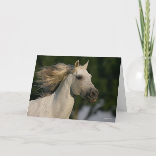 Bob Langrish Gray Andalucian Headshot Mane Flows Karte (Vorderseite)