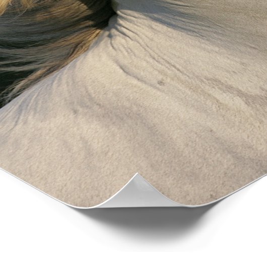 Bob Langrish Gray Andalucian Headshot Mane Flows Poster (Ecke)