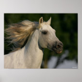 Bob Langrish Gray Andalucian Headshot Mane Flows Poster (Vorne)