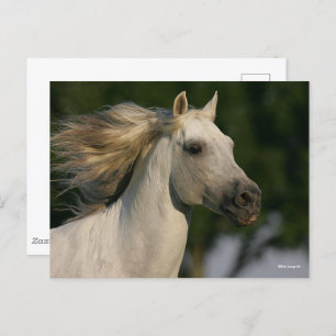 Bob Langrish Gray Andalucian Headshot Mane Flows Postkarte