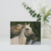 Bob Langrish Gray Andalucian Headshot Mane Flows Postkarte (Stehend Vorderseite)