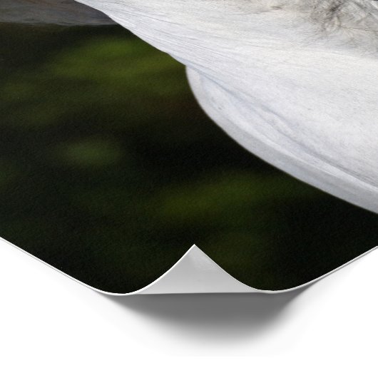 Bob Langrish Gray Andalucian Kopfschuss Mane Flows Poster (Ecke)