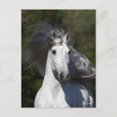 Bob Langrish Gray Andalucian Kopfschuss Mane Flows Postkarte (Vorderseite)