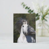 Bob Langrish Gray Andalucian Kopfschuss Mane Flows Postkarte (Stehend Vorderseite)