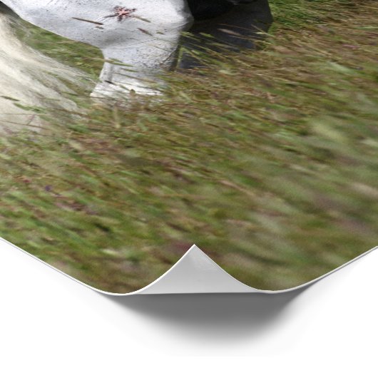 Bob Langrish Gray Andalusier geht durch Gras Poster (Ecke)