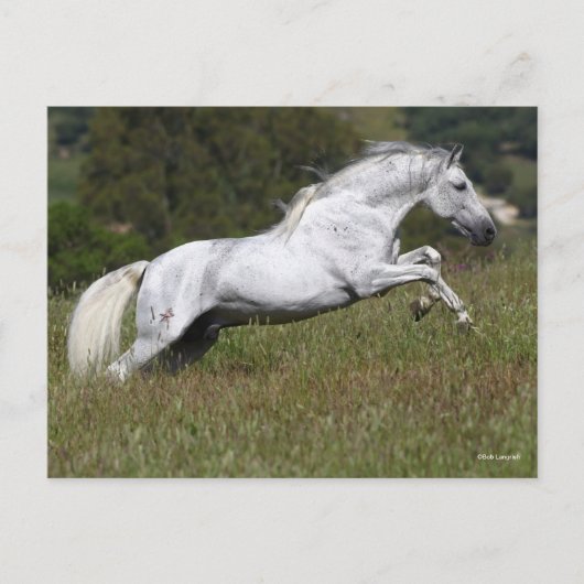 Bob Langrish Gray Andalusier geht durch Gras Postkarte (Vorderseite)