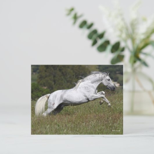 Bob Langrish Gray Andalusier geht durch Gras Postkarte (Stehend Vorderseite)