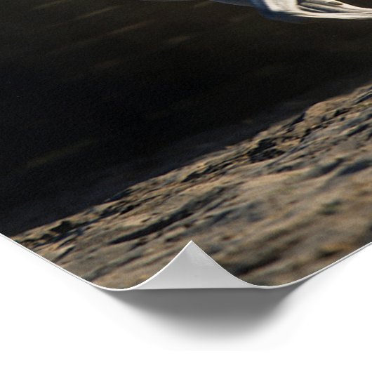 Bob Langrish | Gray Arab Mare Running Poster (Ecke)