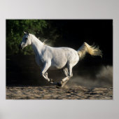 Bob Langrish | Gray Arab Mare Running Poster (Vorne)