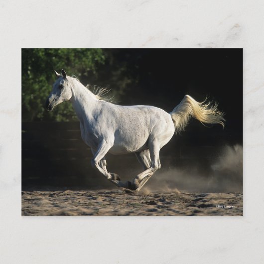 Bob Langrish | Gray Arab Mare Running Postkarte (Vorderseite)