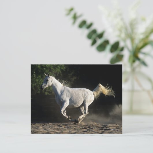 Bob Langrish | Gray Arab Mare Running Postkarte (Stehend Vorderseite)