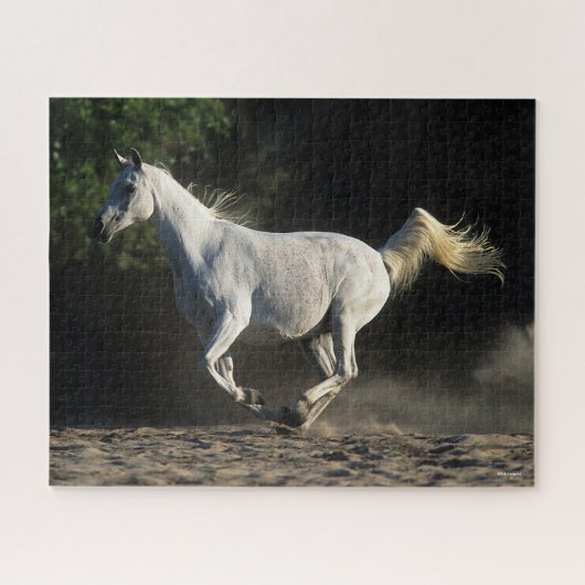 Bob Langrish | Gray Arab Mare Running Puzzle (Horizontal)