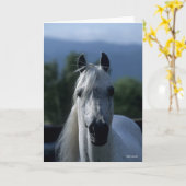 Bob Langrish Gray Arab Stallion Stehender Headshot Karte (Gelbe Blume)