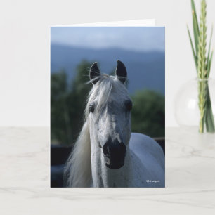Bob Langrish Gray Arab Stallion Stehender Headshot Karte