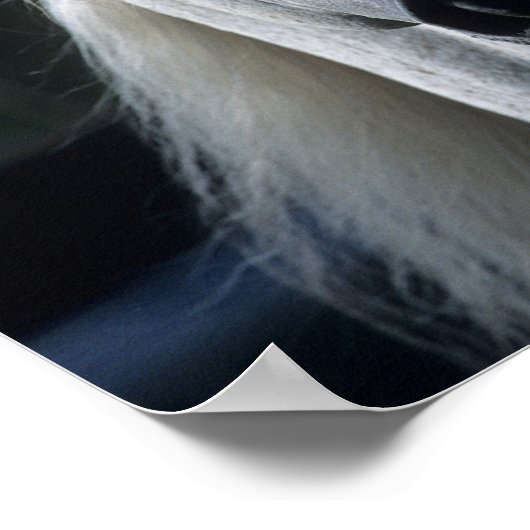 Bob Langrish Gray Arab Stallion Stehender Headshot Poster (Ecke)