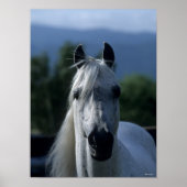 Bob Langrish Gray Arab Stallion Stehender Headshot Poster (Vorne)