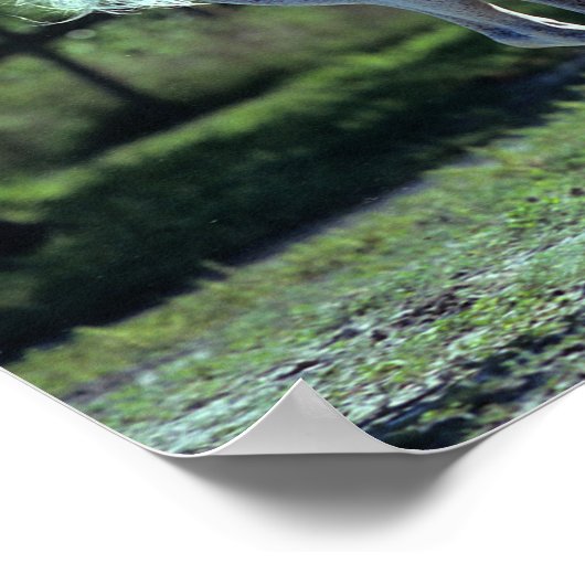 Bob Langrish | Gray Thoroughbred Stallion Running Poster (Ecke)