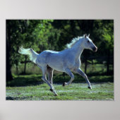 Bob Langrish | Gray Thoroughbred Stallion Running Poster (Vorne)