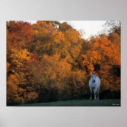 Bob Langrish Gray Warmblut Pferd Stehend Herbst Poster (Vorne)