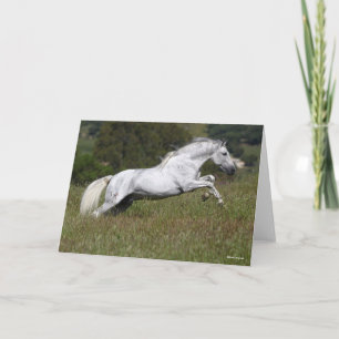 Bob Langrish Grey Andalucian Leaping Through Grass Karte