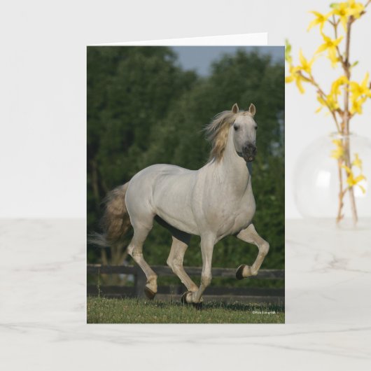 Bob Langrish | Grey Andalucian Running Karte (Gelbe Blume)