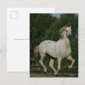 Bob Langrish | Grey Andalucian Running Postkarte (Vorne/Hinten)