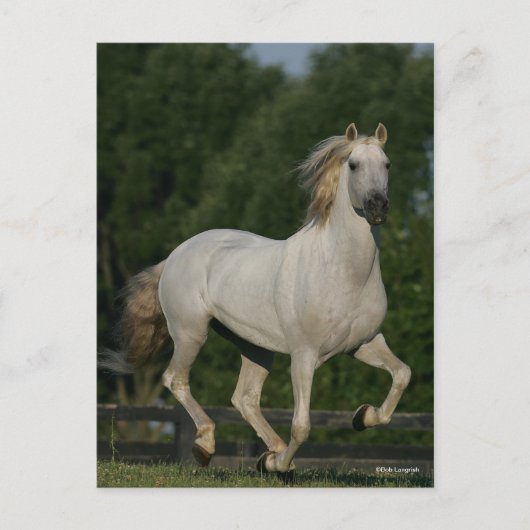 Bob Langrish | Grey Andalucian Running Postkarte (Vorderseite)