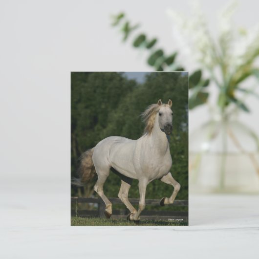 Bob Langrish | Grey Andalucian Running Postkarte (Stehend Vorderseite)
