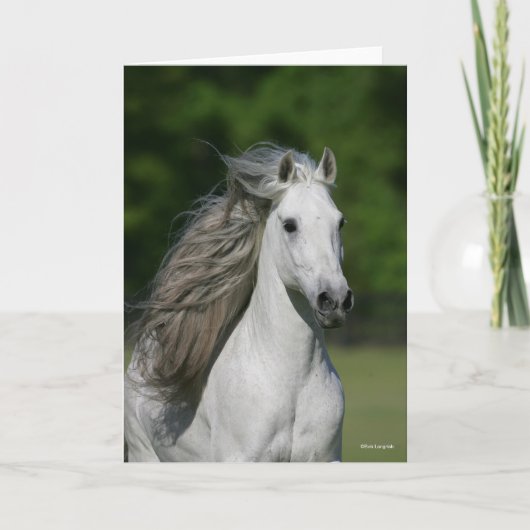 Bob Langrish | Grey Andalucian Stallion headshot Karte (Vorderseite)