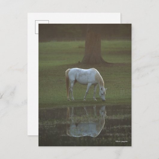 Bob Langrish | Grey Arab Grazing Water Reflection Postkarte (Vorne/Hinten)