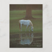 Bob Langrish | Grey Arab Grazing Water Reflection Postkarte (Vorderseite)