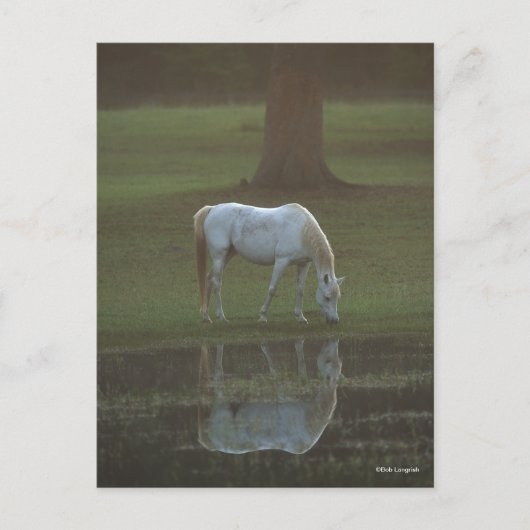 Bob Langrish | Grey Arab Grazing Water Reflection Postkarte (Vorderseite)