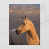 Bob Langrish | Grey Arab Headshot Evening Light Postkarte (Vorderseite)