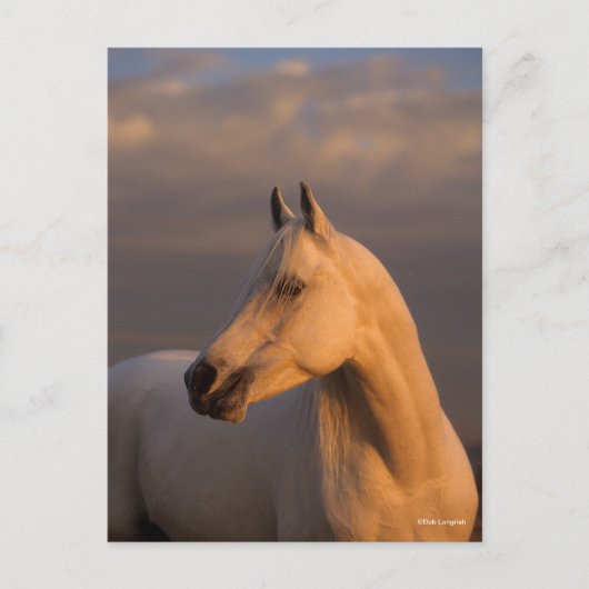 Bob Langrish | Grey Arab Headshot Evening Light Postkarte (Vorderseite)