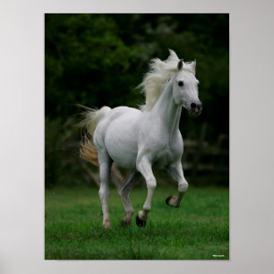Bob Langrish   Grey Arab Running Mane Flowing Poster