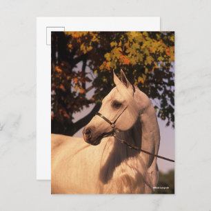 Bob Langrish   Grey Arab Stallion Headshot 4 Postkarte