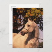 Bob Langrish | Grey Arab Stallion Headshot 4 Postkarte (Vorne/Hinten)