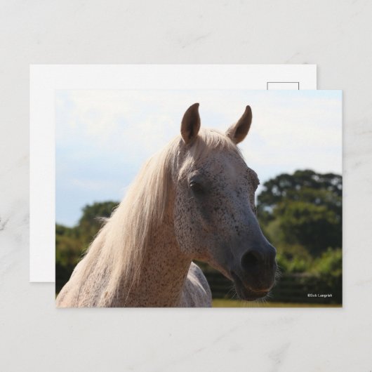 Bob Langrish | Grey Arab Stallion Headshot Backlit Postkarte (Vorne/Hinten)