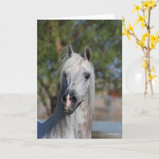 Bob Langrish | Grey Arab Stallion Headshot Karte (Gelbe Blume)