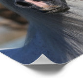 Bob Langrish | Grey Arab Stallion Headshot Poster (Ecke)