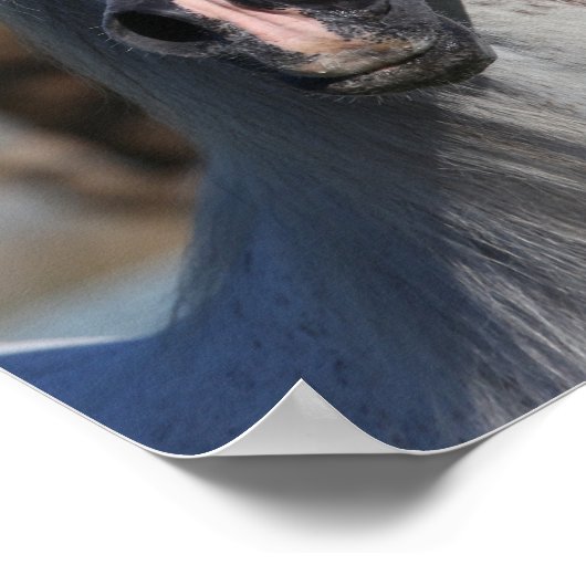 Bob Langrish | Grey Arab Stallion Headshot Poster (Ecke)