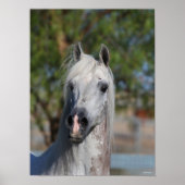 Bob Langrish | Grey Arab Stallion Headshot Poster (Vorne)