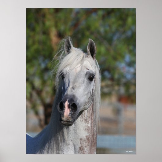Bob Langrish | Grey Arab Stallion Headshot Poster (Vorne)