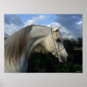 Bob Langrish | Grey Arab Stallion Headshot Poster (Vorne)