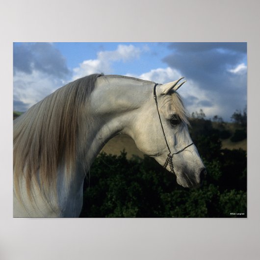 Bob Langrish | Grey Arab Stallion Headshot Poster (Vorne)