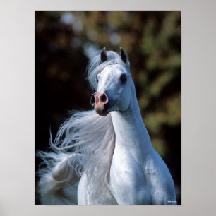 Bob Langrish   Grey Arab Stallion Headshot Poster