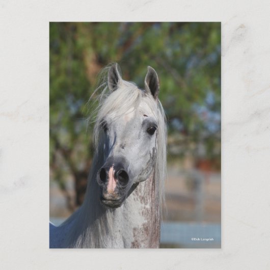 Bob Langrish | Grey Arab Stallion Headshot Postkarte (Vorderseite)