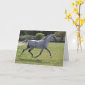 Bob Langrish | Grey Arab Stallion Running Backlit Karte (Gelbe Blume)